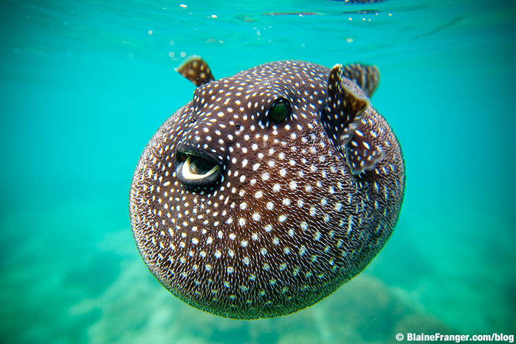 pufferfish in Sea of Cortez