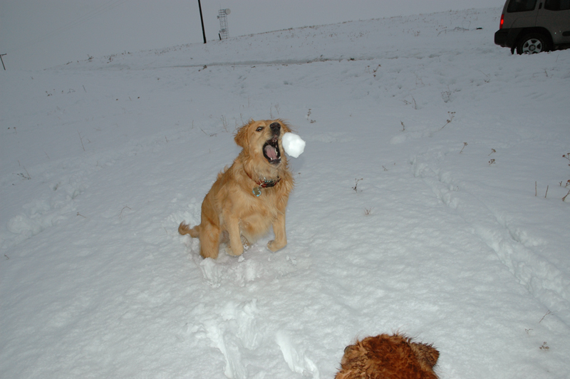 Callaway catching snow!