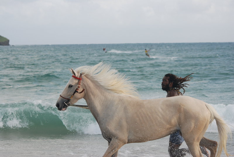 Surf horse!  He seemed to like playing in the waves.