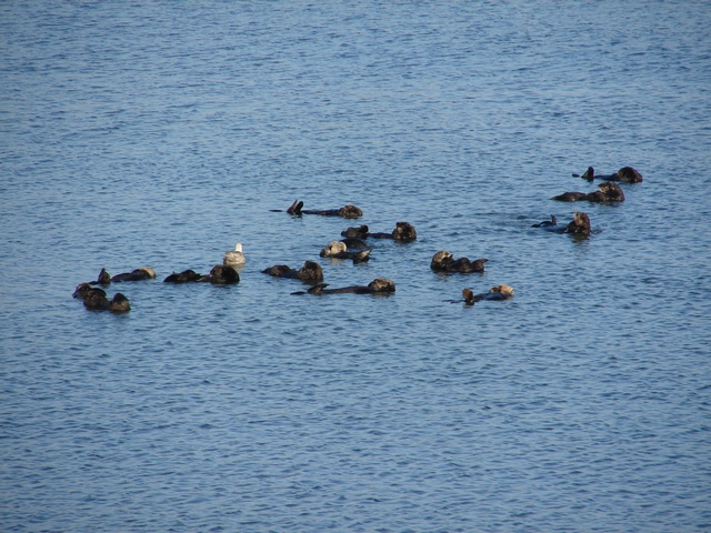 Pod of otters