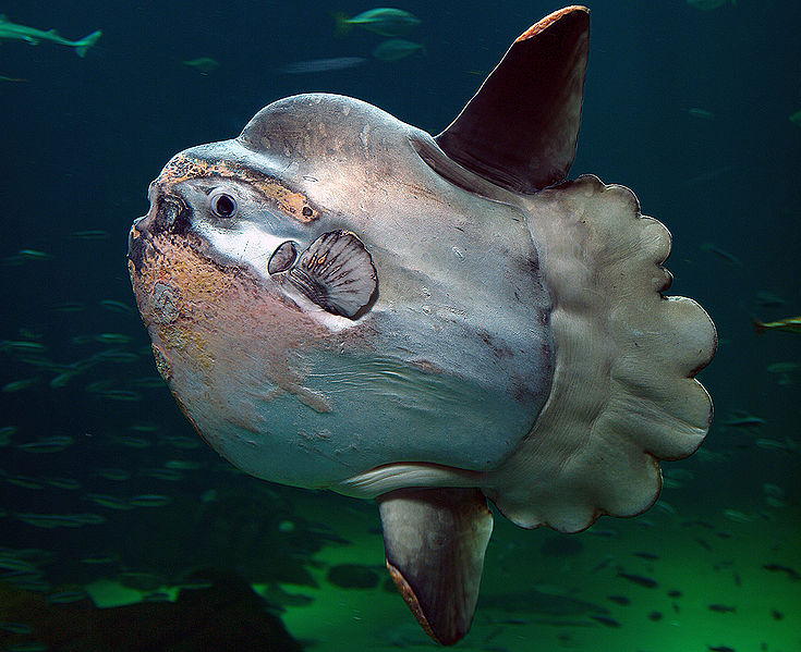sunfish picture from wikipedia