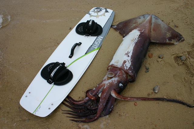 132 Misfit/Humboldt Squid