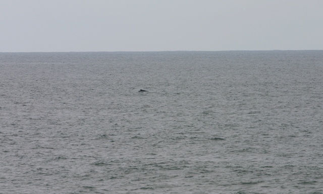 ? Whale.  It was chill.