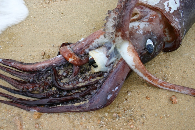 Humboldt Squid