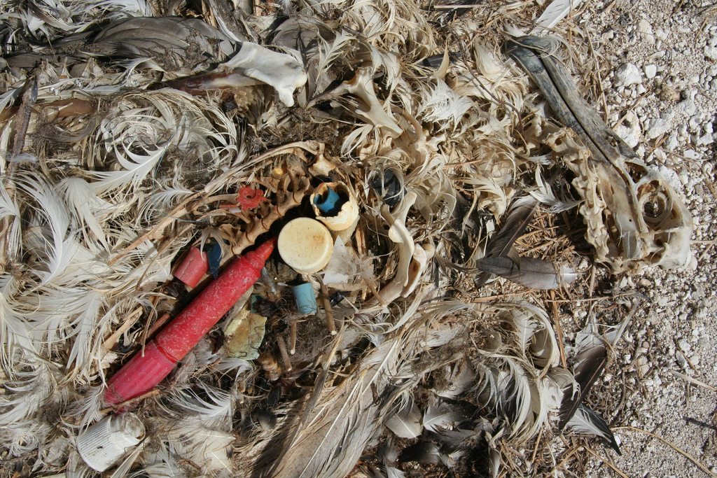 The remains of a Laysan Albatross chick which was fed plastic by its parents resulting in death