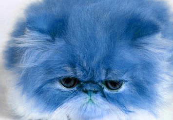 blue puss