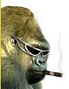 Chilled Gorilla