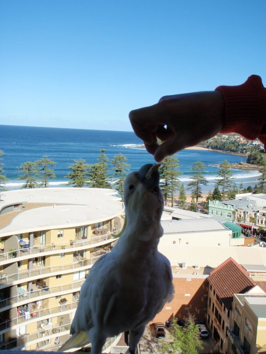 Manly is a rockin little beach town with nice resturants and shops. We had a big southerly roll through and the Ferry Bower point break was going off.