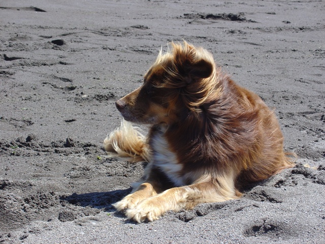 kite dog