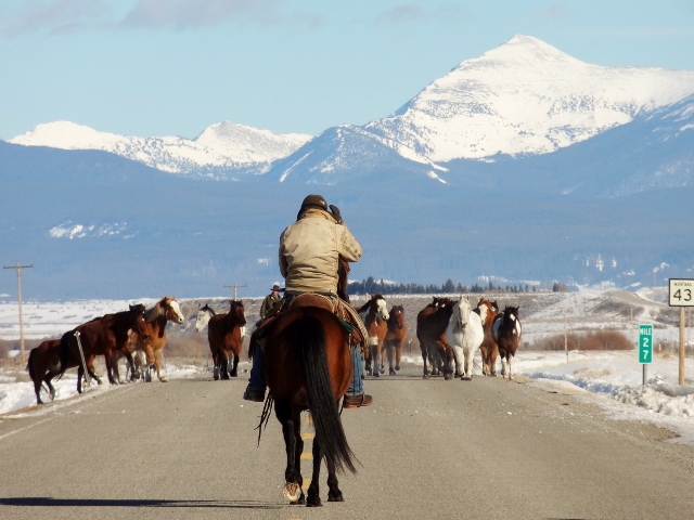 Montana traffic jam.