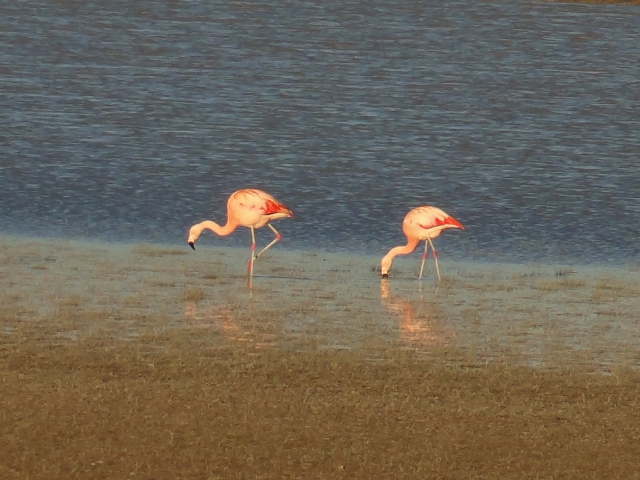 on the Straight of Magellan tip of South America.  Didn't expect these guys