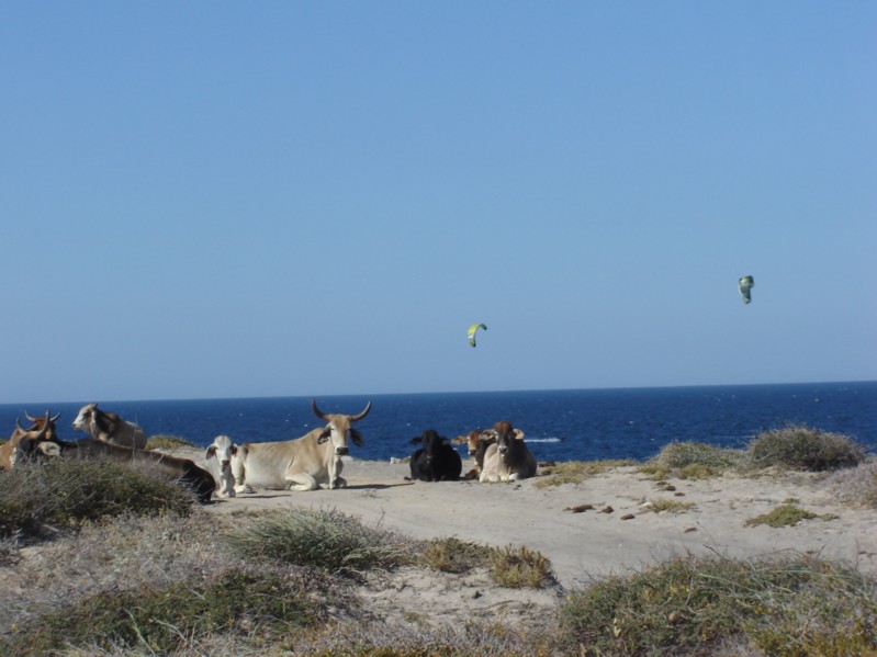 Cows hanging at la buf.