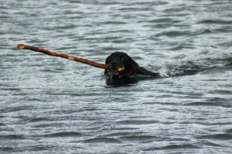 Before stealing Mark's dogs ball...