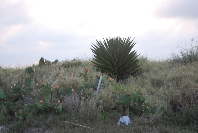 Tony put his kite into one of those big catcus like trees. Ouch!