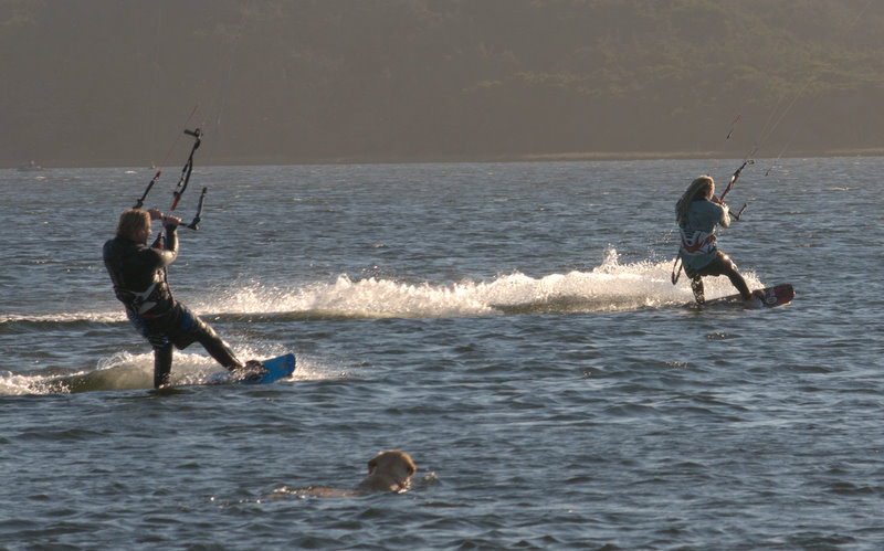 off to the dog races!