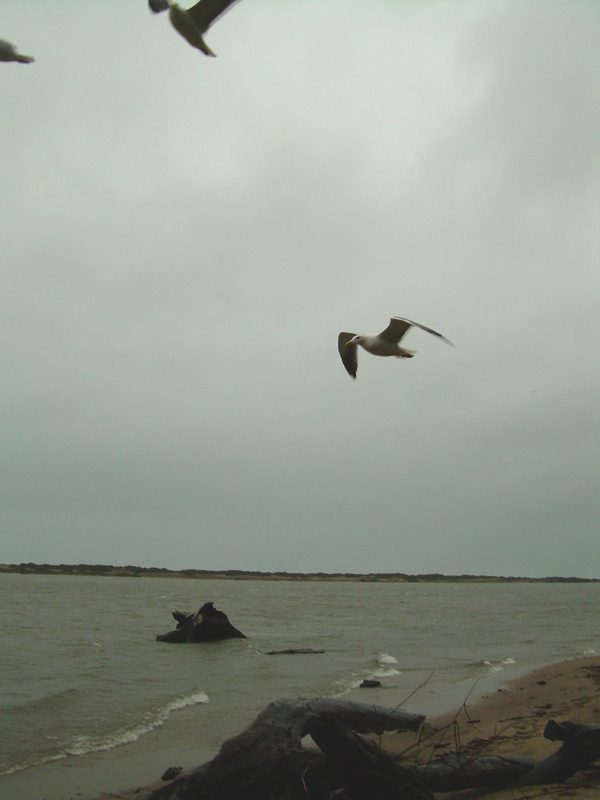 that seagull is flying a Naish Helix