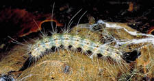 Fall  Webworm