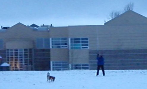 Dog with sharp teeth and a kite fetish. >:(