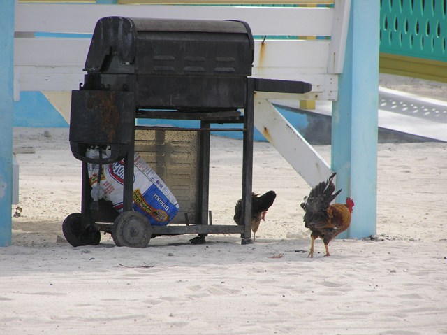 reckless local chickens