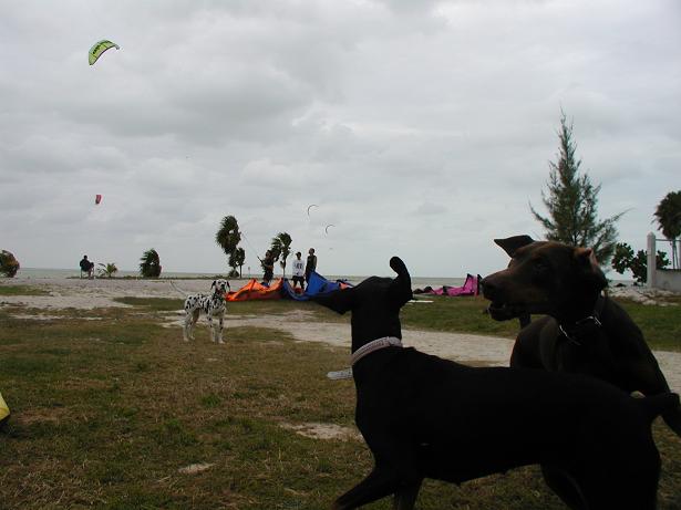 isla dogs