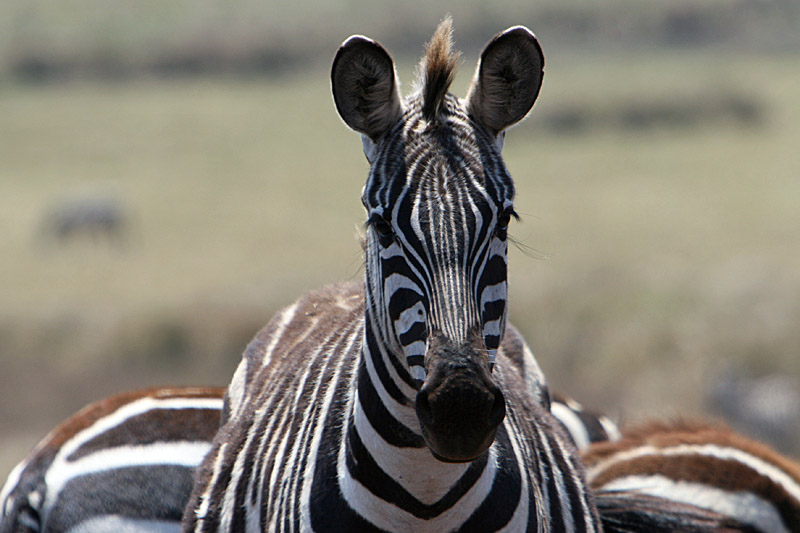 Mohawk Zebra