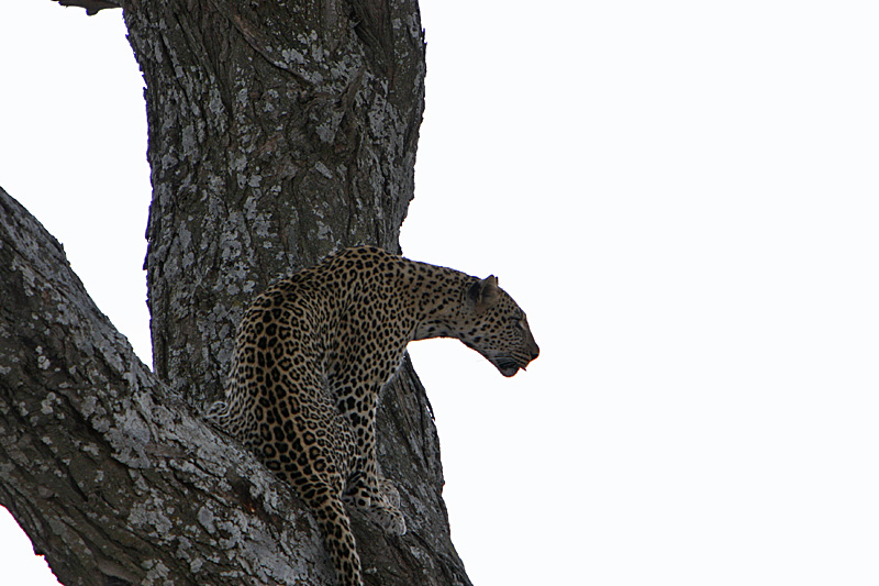 Leopard hiding in a tree