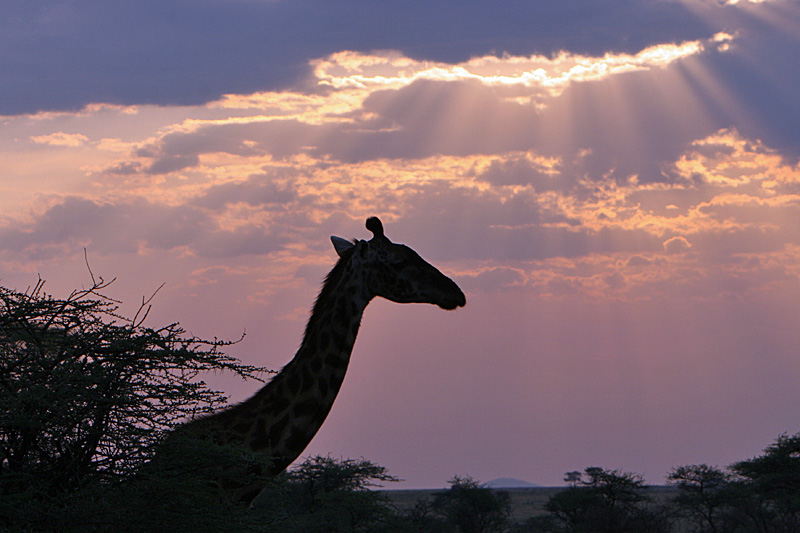 Giraffe at camp.