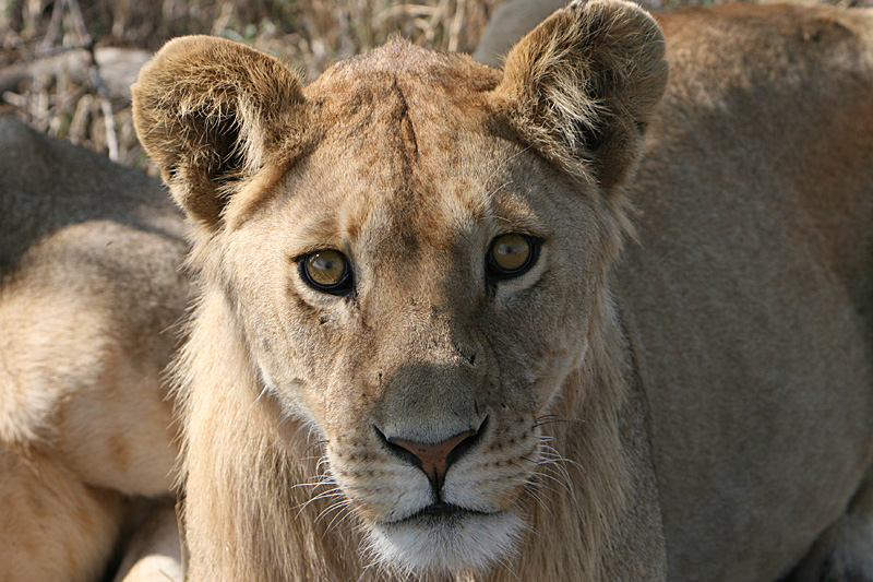 Lion debating on eating me!