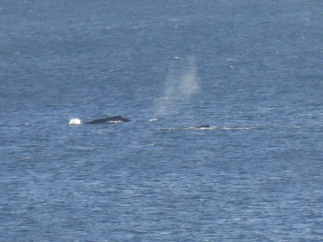 Whales are everywhere, see them every day