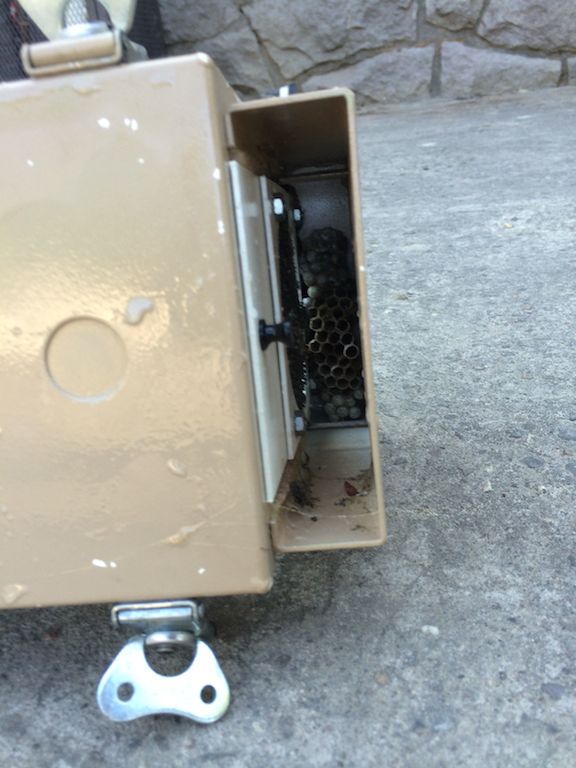 wasp nest in the cam box