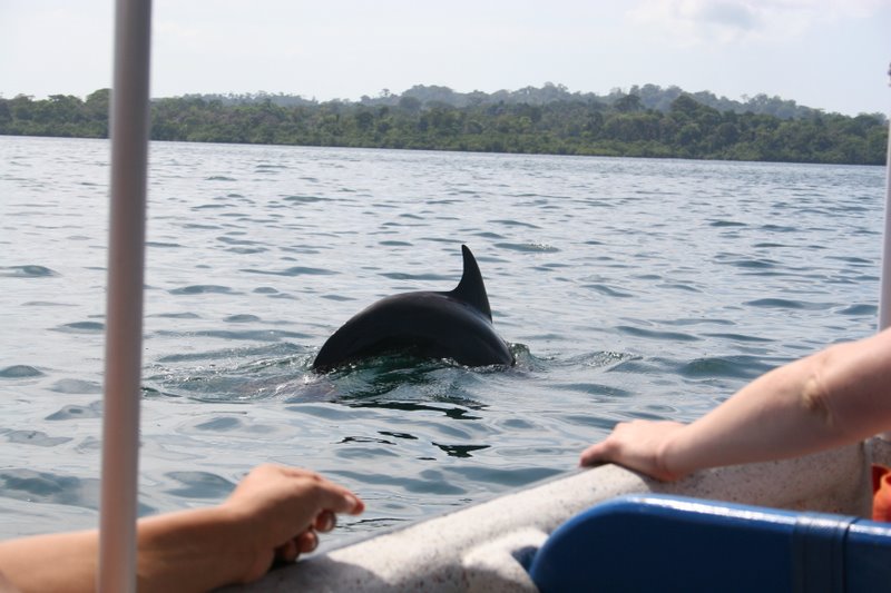 Clear the water! Shark!