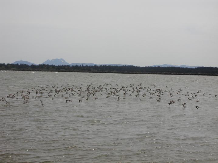 Shorebirds put on a show all day