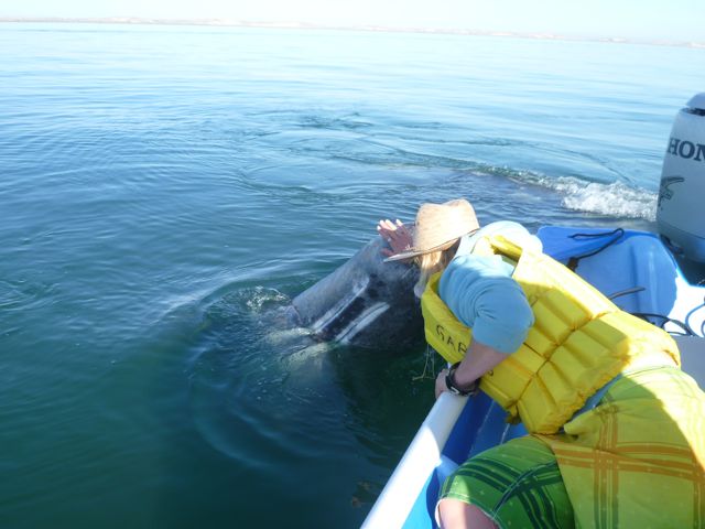 she's not putting her hands near that whales mouth is she?