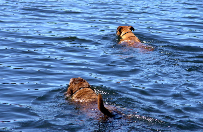 Doggie races