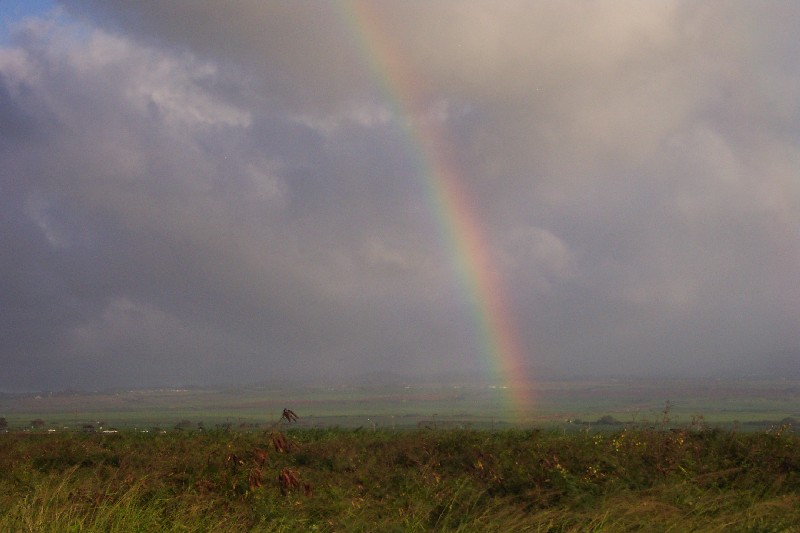 Paia Rainbow