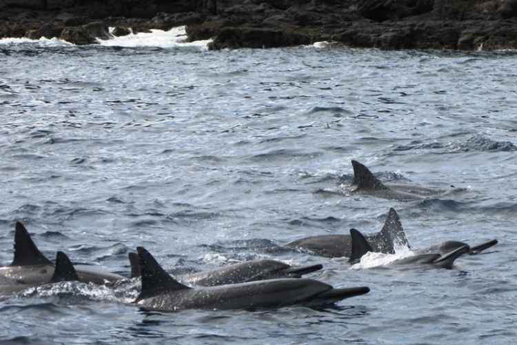 Wild Lanai Dolphins - look closely for Purple Bear riding the fin of the 3rd female