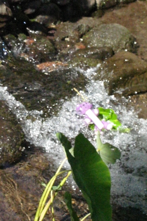 Purple Bear whitewatering Hawaiian style on a Ti Leaf
