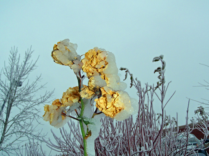 Frozen Roses