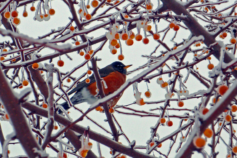 Twiggs and berries... and bird :)