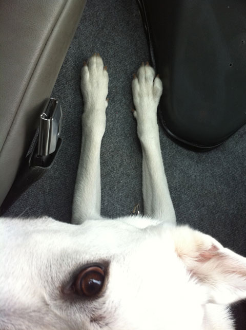 Piper is a big fan of the Ambulance