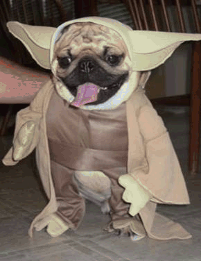 yoda!