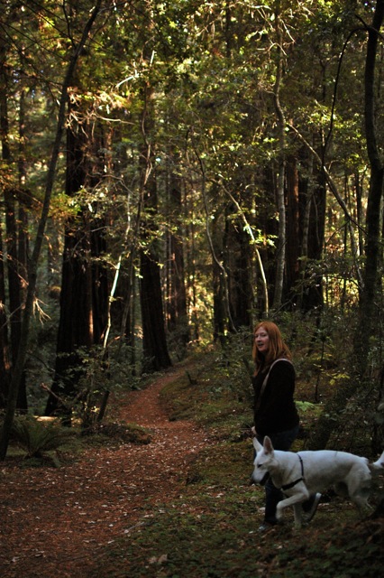 California Redwoods