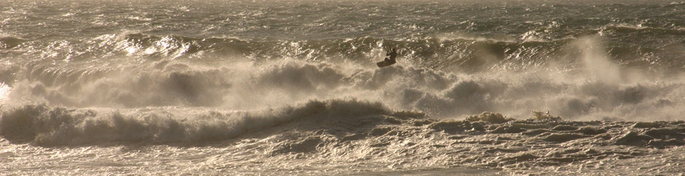 Reed - Photo Pat Stannard