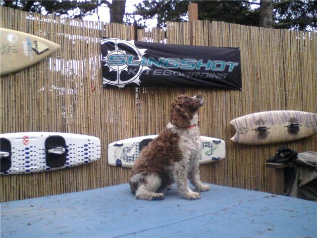 WHERE IS THAT CRAZY HUSKIE