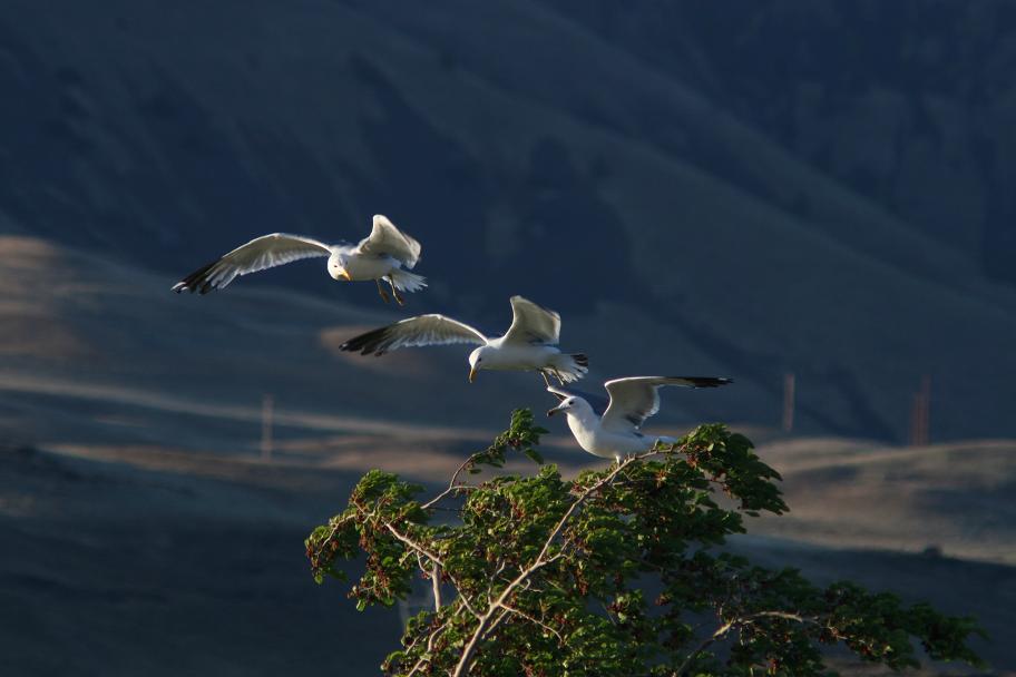 Mallberry tree is ripe at Rufus now