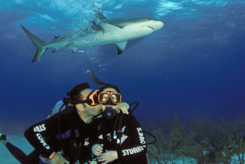 Hanging with the sharks