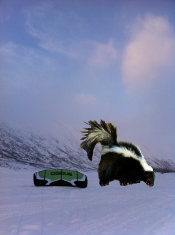 Giant Roaming Skunk