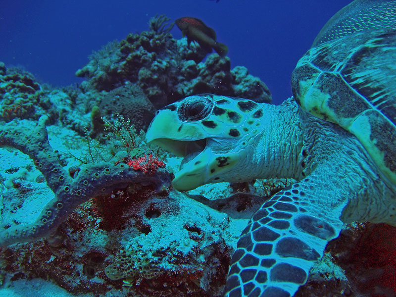 hungry turtle