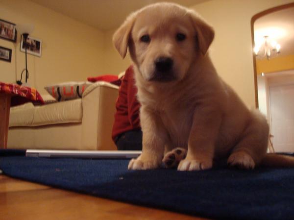 He wants to eat your kite!